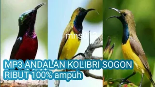 Download Suara untuk pikat Kolibri sogon kowul Ribut super ampuh Langsung berdatangan||MP3 andalanparapemikat MP3
