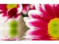 Download Lagu Mishary Rashid Alafasy | 107 | Surah Al-Ma'un (The Small Kindnesses) | مشاري راشد العفاسي