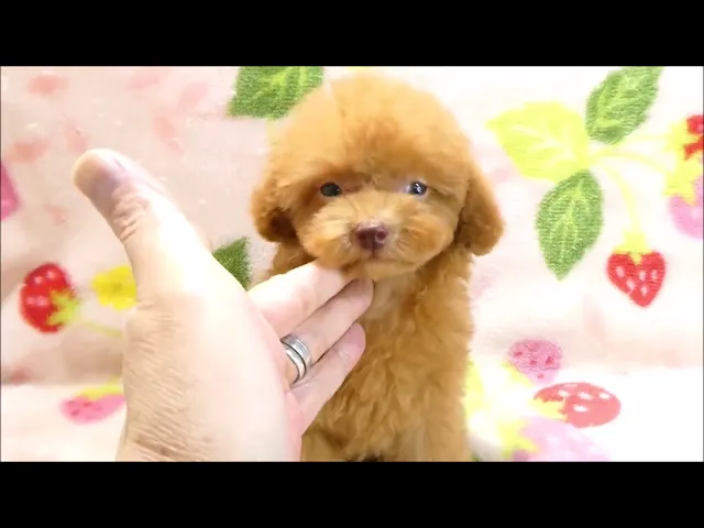 動画