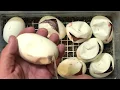 BANANA HET PIED X HET PIED Ball Python Egg Cutting and Follow up Banana Pied