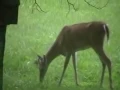 deer eating a bird