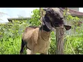Download Lagu Suara Kambing, suara embek, kambing embek-embek, mbek kambing, suara kambing lucu