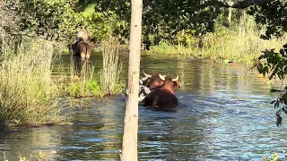Zawuwela Ubhodlisa Maqede Zagwaza UMagcekeni I NIU Le Team 