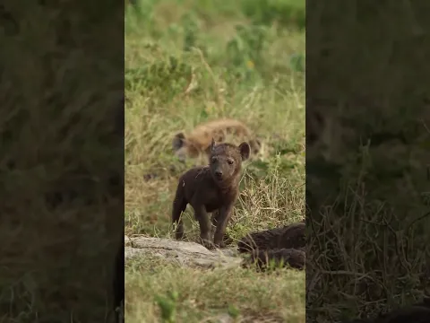 Hyena cubs sneak out for a quick sip of milk