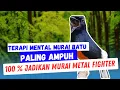 Pancingan Murai  bermental Paling Sadis , Jadikan Murai Mu Cepat respon mental sakti