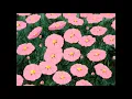 Unknown Mortal Orchesta - Hunnybee /Lyrics/