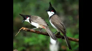 suara burung merbah jambul merbah jambul mp3