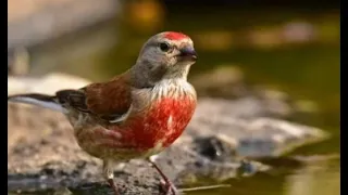 أقوى تغريد لطائر التفاحي خالي من الأخطاء لتسميع الفراخ و تحفيز الذكور ملك الطيور المغردة 