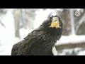 Download Lagu SUARA BURUNG ELANG ..