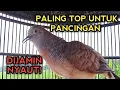 Download Lagu PERKUTUT BANGKOK GACOR SUARA PALING TOP UNTUK PANCINGAN DIJAMIN NYAUT!