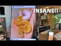 MC PIC OF THE WEEK Amazing Ball Pythons You Never Knew Existed