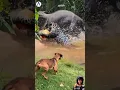 Download Lagu Blaffende hond! Kijk naar de commotie in het zwembad vanwege de bal #dieren #olifant #luipaard #hond #kortevideo