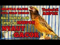 Download Lagu MANYAR GACOR ISIAN KENARI AMPUH BUAT MASTERAN DAN PANCINGAN MANYAR MUDA AGAR GACOR ISIAN KENARI