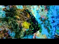 Download Lagu Indonesia. Raja Ampat (October 2022).  Nudibranco (Nembrotha kubaryana). (4K).