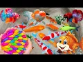 Download Lagu Unboxing IKan Hias Warna Warni,Ikan Cupang,Ikan Koi,Ikan Komet,Ikan Koki,Kura Kura Brazil,Guppy