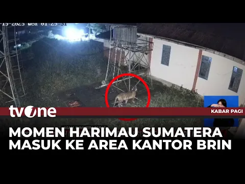 Harimau Sumatera Masuk ke Area Perkantoran BRIN Agam