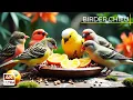 Download Lagu 🔴 Birds \u0026 Squirrels Banquet at the Birdhouse🕊️🐿️ Live 12 Hours in Ultra HD 😺