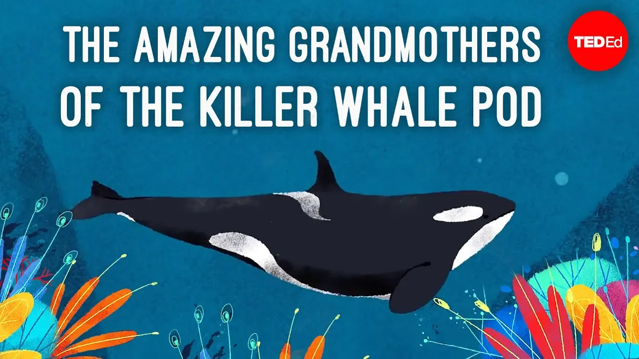 Inside the killer whale matriarchy - Darren Croft