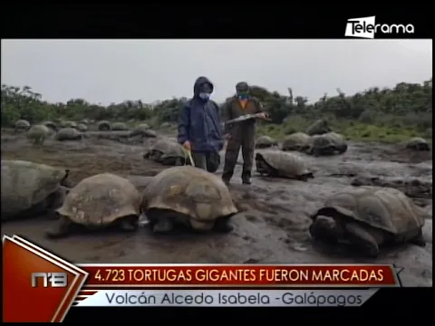 4.723 tortugas gigantes fueron marcadas volcán Alcedo Isabela - Galápagos