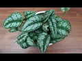 Satin Pothos Propagation Easy Method to Propagate Scindapsus Pictus