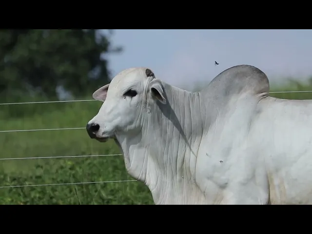 Touro Nelore ROZZ - 2383