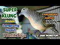 Download Lagu Perkutut Lokal Gacor Suara KLUNG Besar IRAMA pancingan Ampuh bikin cepat Bunyi