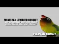 Download Lagu MASTERAN MERANGSANG LOVEBIRD KONSLET
