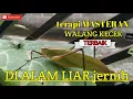 Download Lagu Masteran Suara Walang Kecek Jernih Alam Cocok Untuk Semua Burung Terbaik Anda