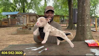 Merle American Bully Puppies