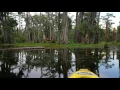 Lake Martin Alligator