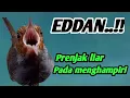 Download Lagu Prenjak ngacor narung mencari lawan || pikat prenjak kepala merah