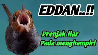 Download Prenjak ngacor narung mencari lawan || pikat prenjak kepala merah MP3