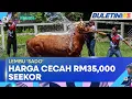 Download Lagu AIDILADHA | Lembu 'Sado' Masih Jadi Pilihan Untuk Korban