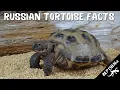 Everything You Need To Know About Russian Tortoises