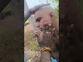 Download Lagu Indian men head shave series 01  #gundu #motta #mottai #shaving #takla #மொட்ட #மொட்டை #shave #bald