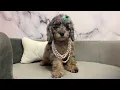 Cockapoo F at Furry Babies Portage