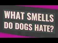 What smells do dogs hate