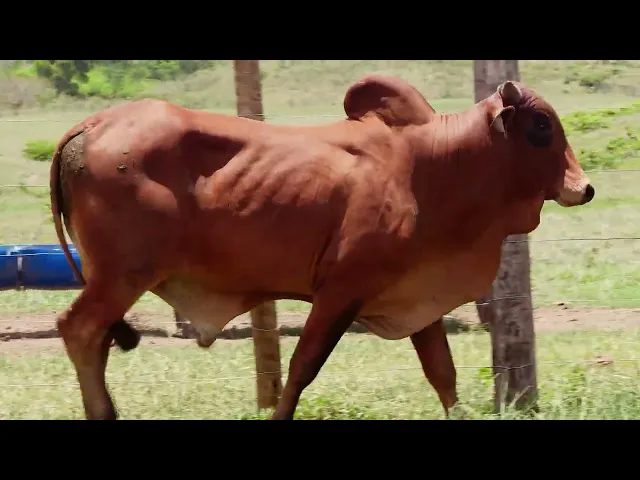 Touro Sindi RAJA - 1136