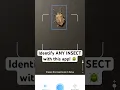 Identify any insect with this app