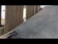 Harbor Freight painters drop cloth Pt 2