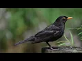 Suara Burung Black Bird | Merdu Gacor !
