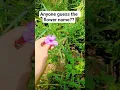 Download Lagu anyone guess the flower name? #flowers #morning #nature #love #shorts #trendingshorts