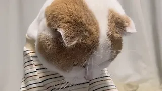 Cute😺 Funny cats 😺