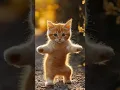 Download Lagu Cat Dance Motorcycle #cat #motorcycle #dance #catdance