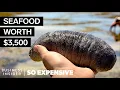 Why Sea Cucumbers Are So Expensive So Expensive