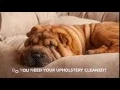 COIT - Cleaning Upholstery