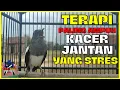 Kacer Betina Memancing Kacer Jantan | Terapi  Poci Yang Stres Dan Males Bunyi Dijamin Nyaut Gacor
