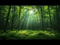 Download Lagu Ontspannende Natuurgeluiden - Tjilpende Vogels - Serene Bosambiance