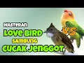 Download Lagu masteran burung love bird sambung cucak jenggot