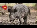 Download Lagu SUARA BABI HUTAN